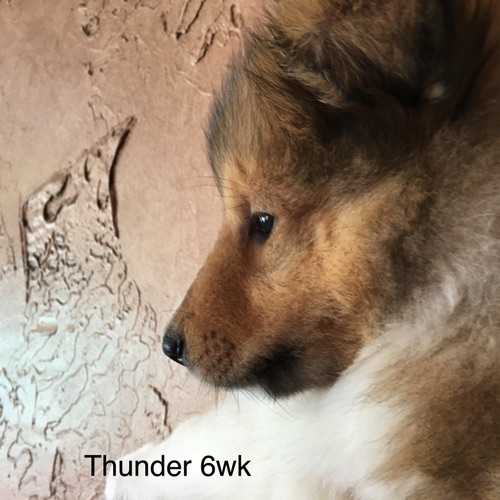 Thunder 6WK Thunder 6WK